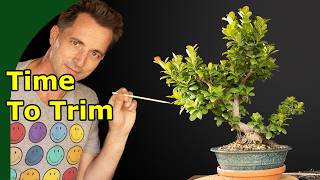 This Bonsai Ficus grew out of Control! Look what happens when we bring this back!