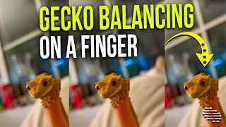 Crested Gecko Balancing Itself on Owner’s Finger