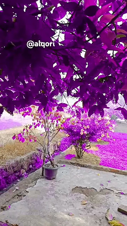 taman yang indah di depan rumah #fyp #viral #viralshorts #purple #tamanindah #tanamanindahdihalaman