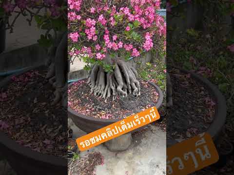 วีดีโอ: ชวนชมในฐานะ houseplants - คุณสามารถปลูกชวนชมในร่ม