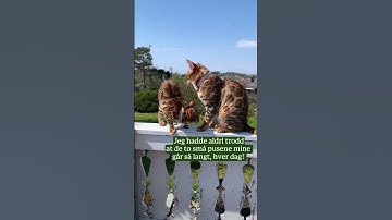 Kattene mine Alvin og Ariel #lilcat