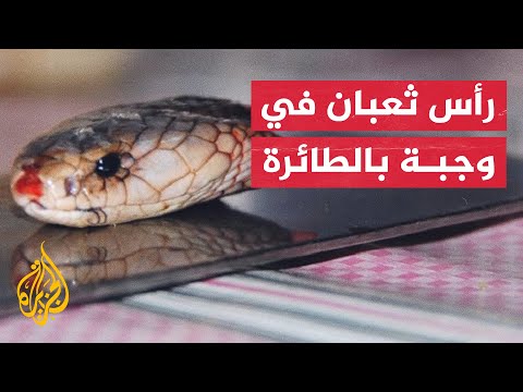 شاهد| مسافر يعثر على رأس ثعبان بين مكونات طبقه