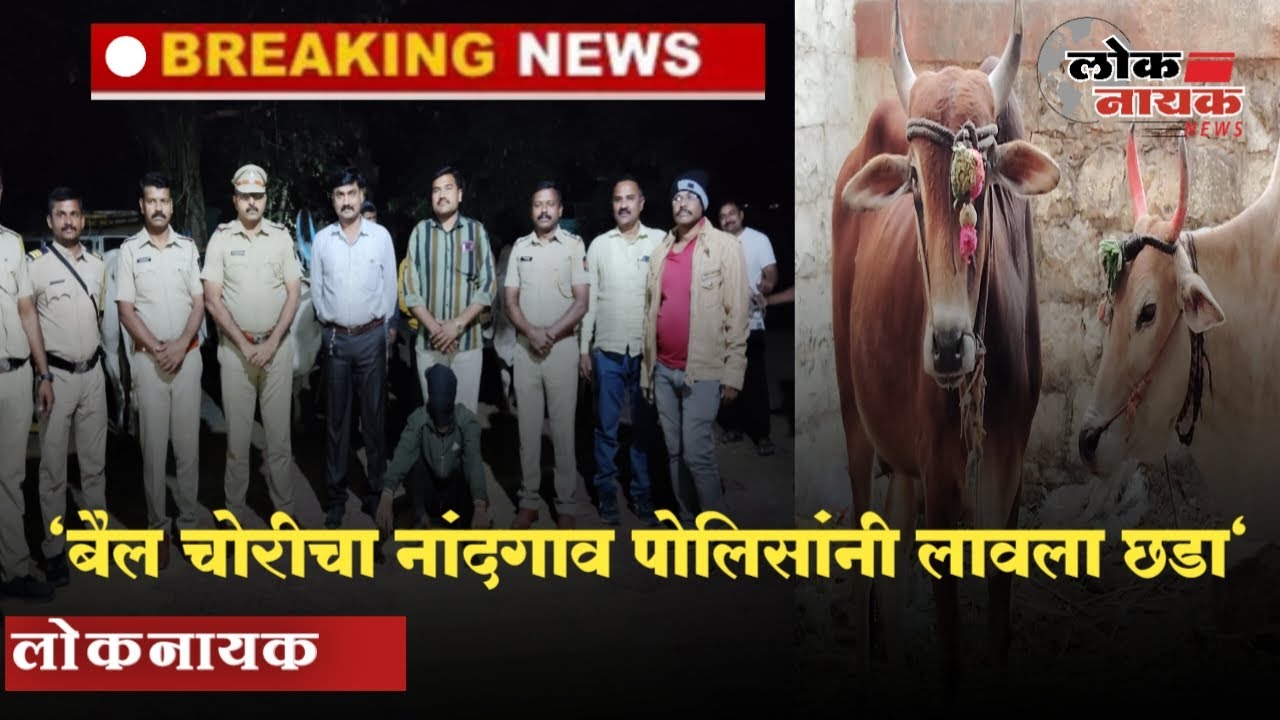 नाशिक | नांदगाव पोलिसांची भरीव कामगिरी ; बैल चोरीचा लावला छडा @LoknayakNews #nandgaon #nashikpolice