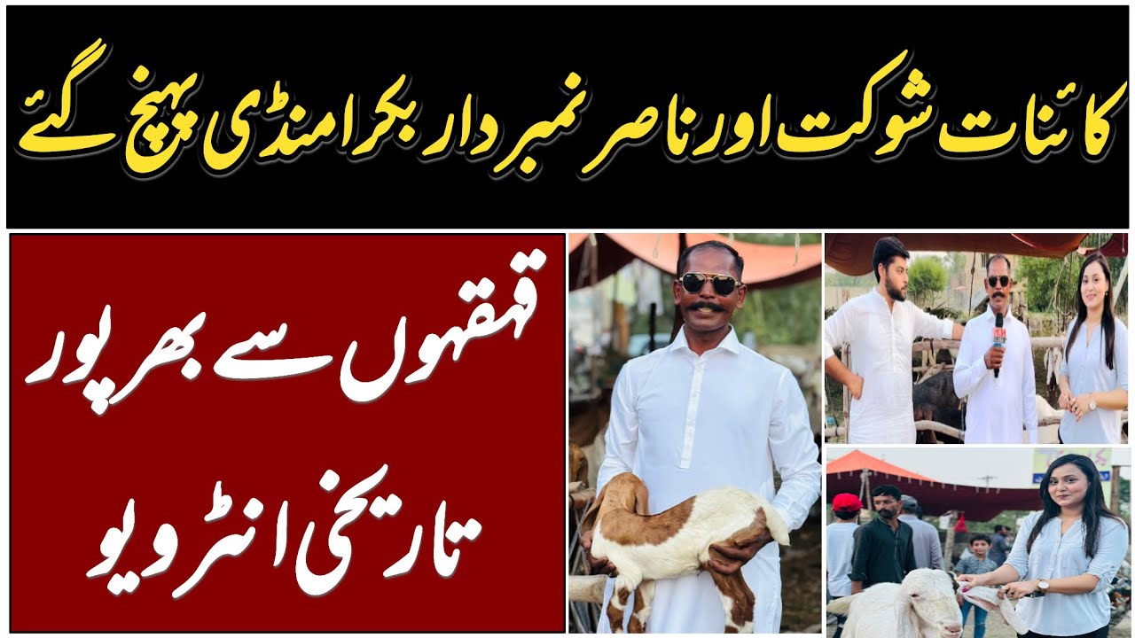 Kainat shoukat or Nasir Lambardar Bakra Mandi Pounch gaye tareekhi interview | GNC Global