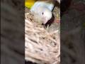 African Lovebirds Breeding Pair with Adorable Chicks 🐣
