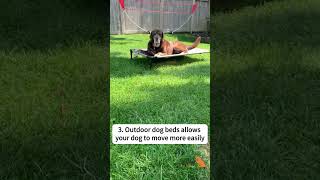 Four must have items for your senior dog!  #dog #seniorbudday #seniordog #doghealth