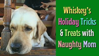 Tricks & Treats? A Labrador Retrievers Patient Holiday With A Naughty Mom