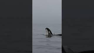 Killer Whale Spy Hopping With Bird She Caught For Fun!