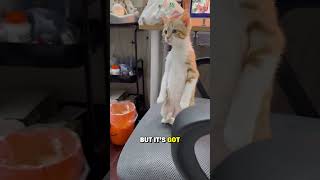 Download Lagu Dit kitten is zo schattig, hij kan staan ​​als een mens #shorts #catsofyoutube MP3