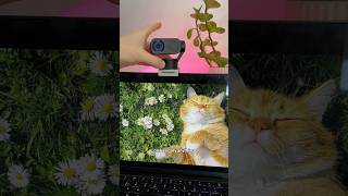 This Streaming Webcam Its Crazy