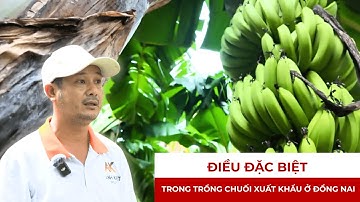 Điều đặc biệt trong trồng chuối xuất khẩu ở Đồng Nai
