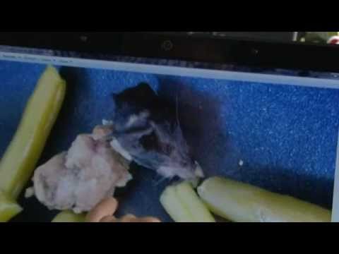 Annemasse (74) : Une souris dans une boîte de haricots
