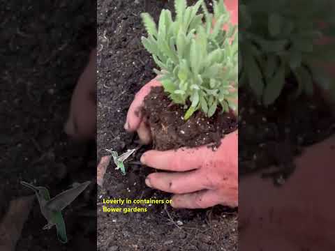 Video: Goodwin Creek Lavendelpflanzen: Wachsender Lavendel ‘Goodwin Creek Grey’