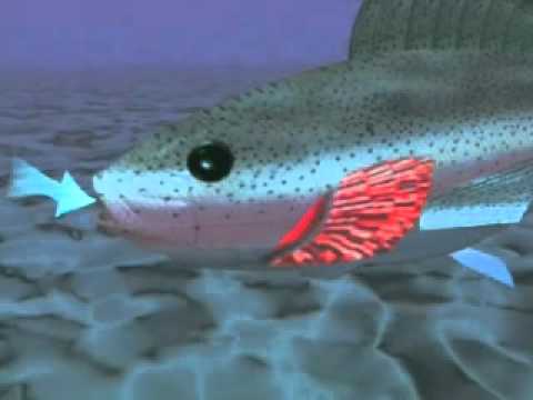 Fish breathing - YouTube