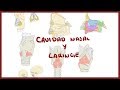Anatoma  cavidad nasal y laringe  blasto