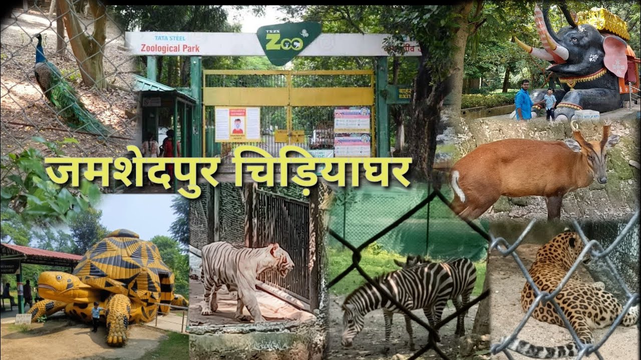 Jamshedpur 🐘🐼🐯Zoo Vlog।Tata Steel Zoological Garden Jamshedpur। Jubilee