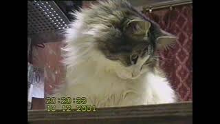 0005 Кошка Алиса и фонотека (10 12 2001)
