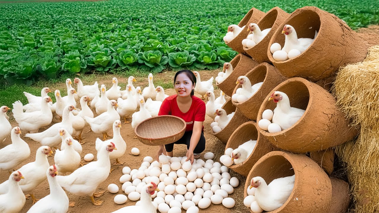 Harvest 200Kg Giant Forest Chicken & Go To Sell | Teu Harvesting