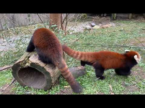 Home Safari - Red Panda - Cincinnati Zoo