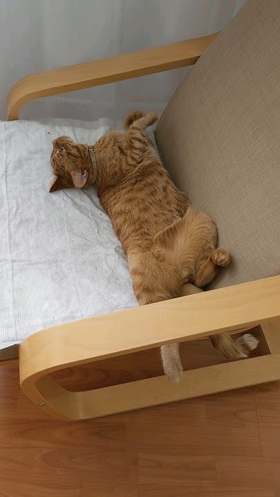 ️Кот Артём ️ Сон-час у него😁 - YouTube