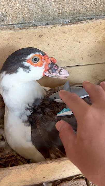 Ducky's Duck Took My Tralalero Tralala 🦈🛼Angry Duck Bites 🦆😡#duck #shorts #brainrot