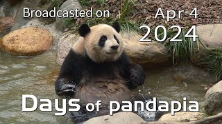 20240404 Broadcast Top Highlights 07 by pandapia HD 389 views 13 days ago 2 minutes, 54 seconds