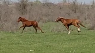 Весенний экшн. Spring action.