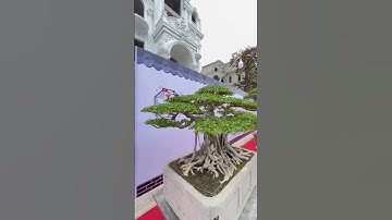 những video cây cảnh đẹp của các nhà vườn 0386700914 giao luư các loại cây cảnh