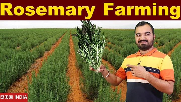 Rosemary Farming | Gulmehndi farming | RoseMary Pl...