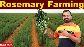 Rosemary Farming | Gulmehndi farming | RoseMary Plantation | Rosemary ki kheti  farming