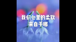 201804 我们心里的柔软来自于哪25492