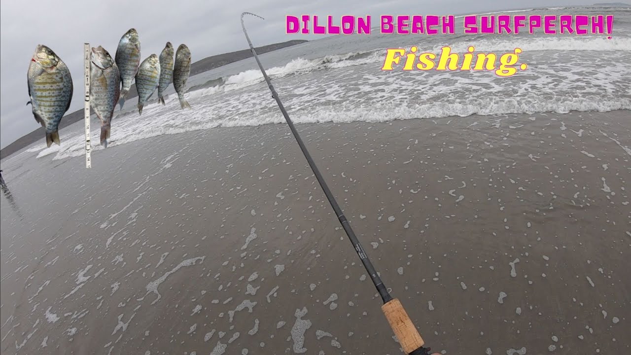 Dillon Beach Surfperch Fishing Report. YouTube