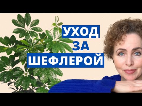 ШЕФЛЕРА Уход в домашних условиях