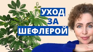 ШЕФЛЕРА Уход в домашних условиях