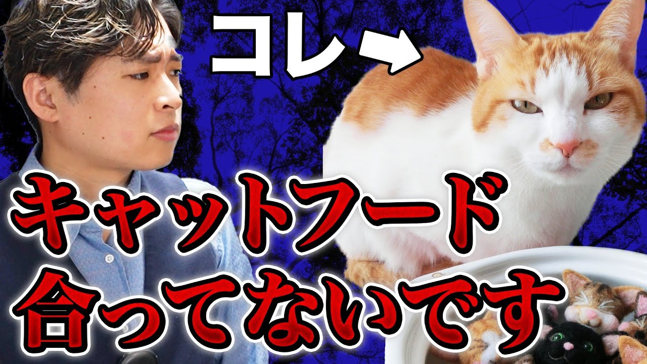 【どれが正解？】猫に