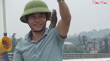Thú Vui Câu Cá MÚ Hoa Bằng Mồi Tôm Sống/Fun Fishing Fishing with Live Bait