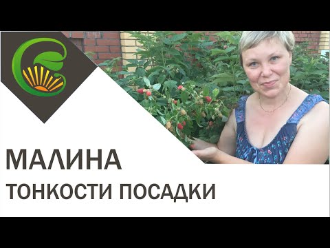 Малина Тонкости посадки