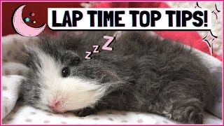 Guinea Pig Lap Time Routine: How to Cuddle With Your Pigs!