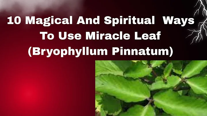 10 Magical And Spiritual  Ways To Use Miracle Leaf (Bryophyllum Pinnatum)