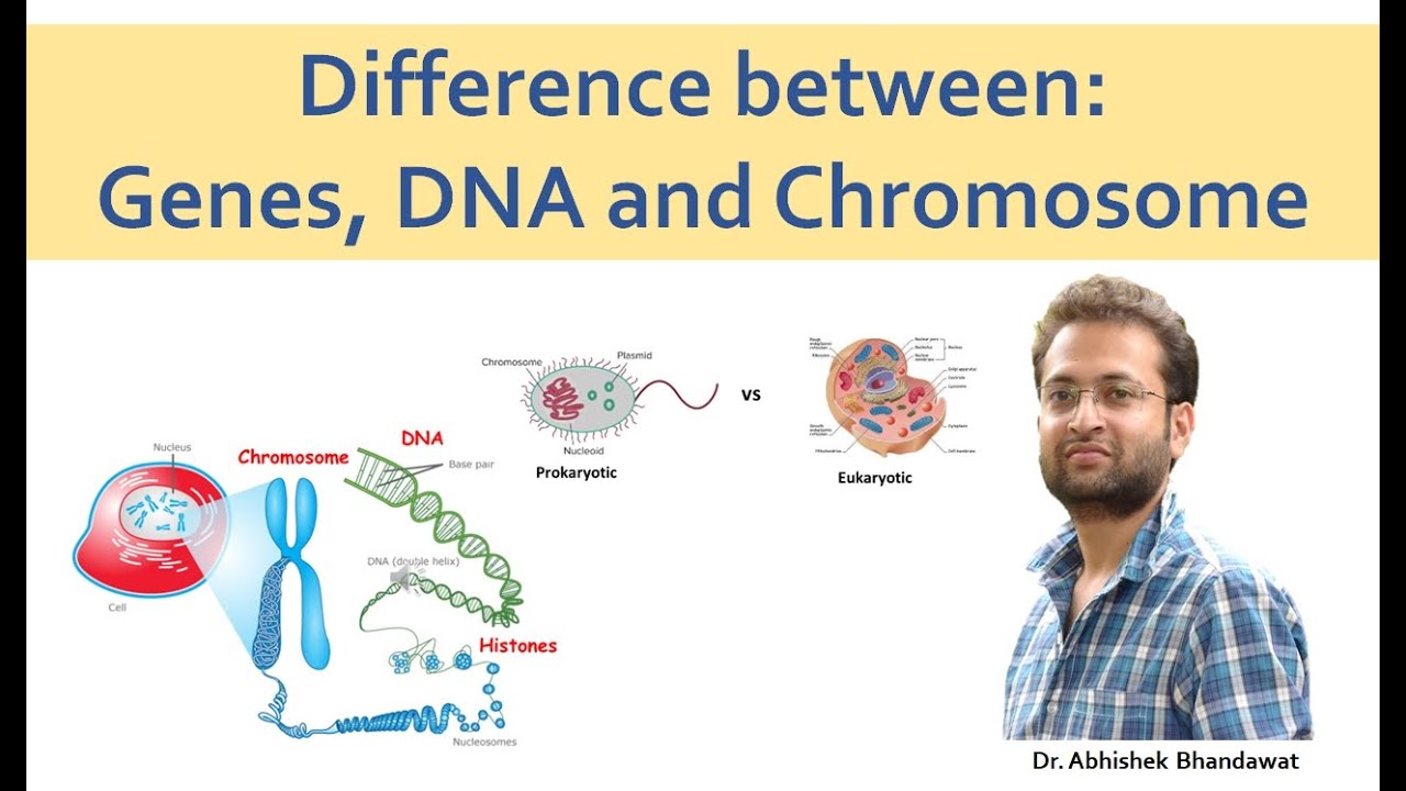 Chromosomes Genes And DNA Diagram