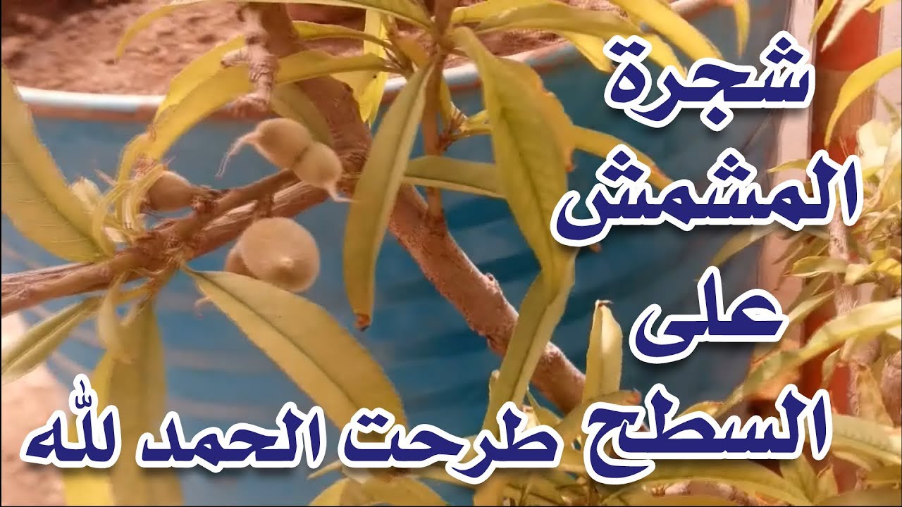 شجرة خوخ على السطح فى جردل صغير - فاكهه طبيعيه