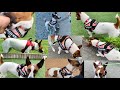 ユリウスＫ9のハーネスを買い与えられたジャックラッセルな犬