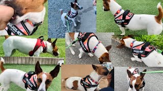 ユリウスＫ9のハーネスを買い与えられたジャックラッセルな犬