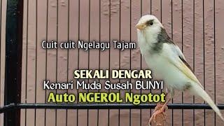 Kenari Gacor Cuit cuit Ngerol TAJAM, TERAPI AMPUH Kenari MACET, Pancingan Kenari Paud Belajar Bunyi