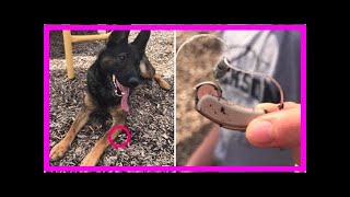 | Dog Rescue StoriesK9 Helps Find Child’s Missing Hearing Aid On The Playground