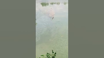 Hành trình đi săn hugo và rô phi cụ mọi người xem cho em 1 đăng ký nha☺️. #fishing #caucatunhien