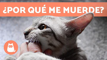 ¿Por qué mi gato me da golpecitos?