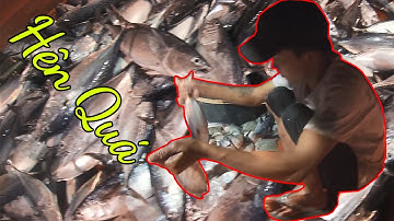 Câu Mực Côn Đảo - Mực Lớn, Lâu Lắm Mới Đánh Lưới Dính Cá Ngừ, Cá Chim |Câu Mực Biển Tây #104