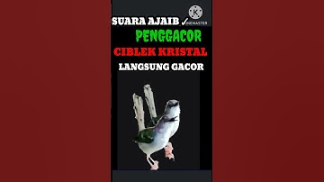 SUARA AJAIB ✓Penggacor Ciblek Kristal II Ciblek langsung gacor