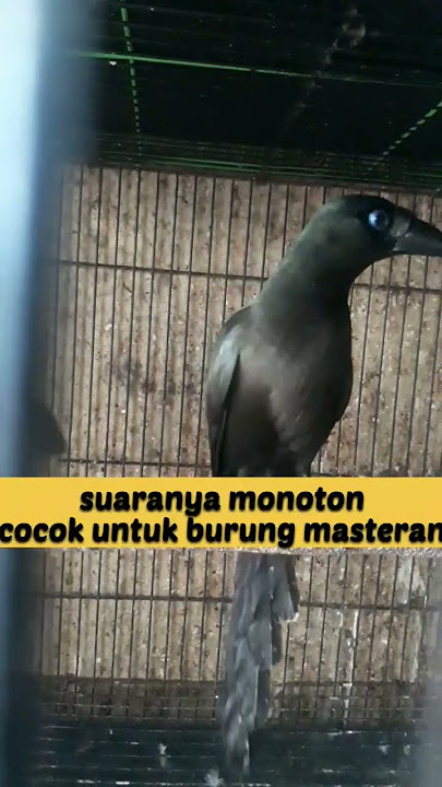 burung teot (murai irian) di ombyokan #shorts